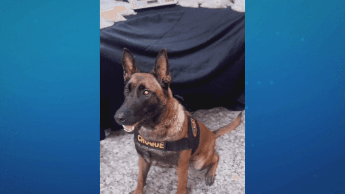 Faro contra o crime: cães são treinados para prender bandidos e localizar drogas