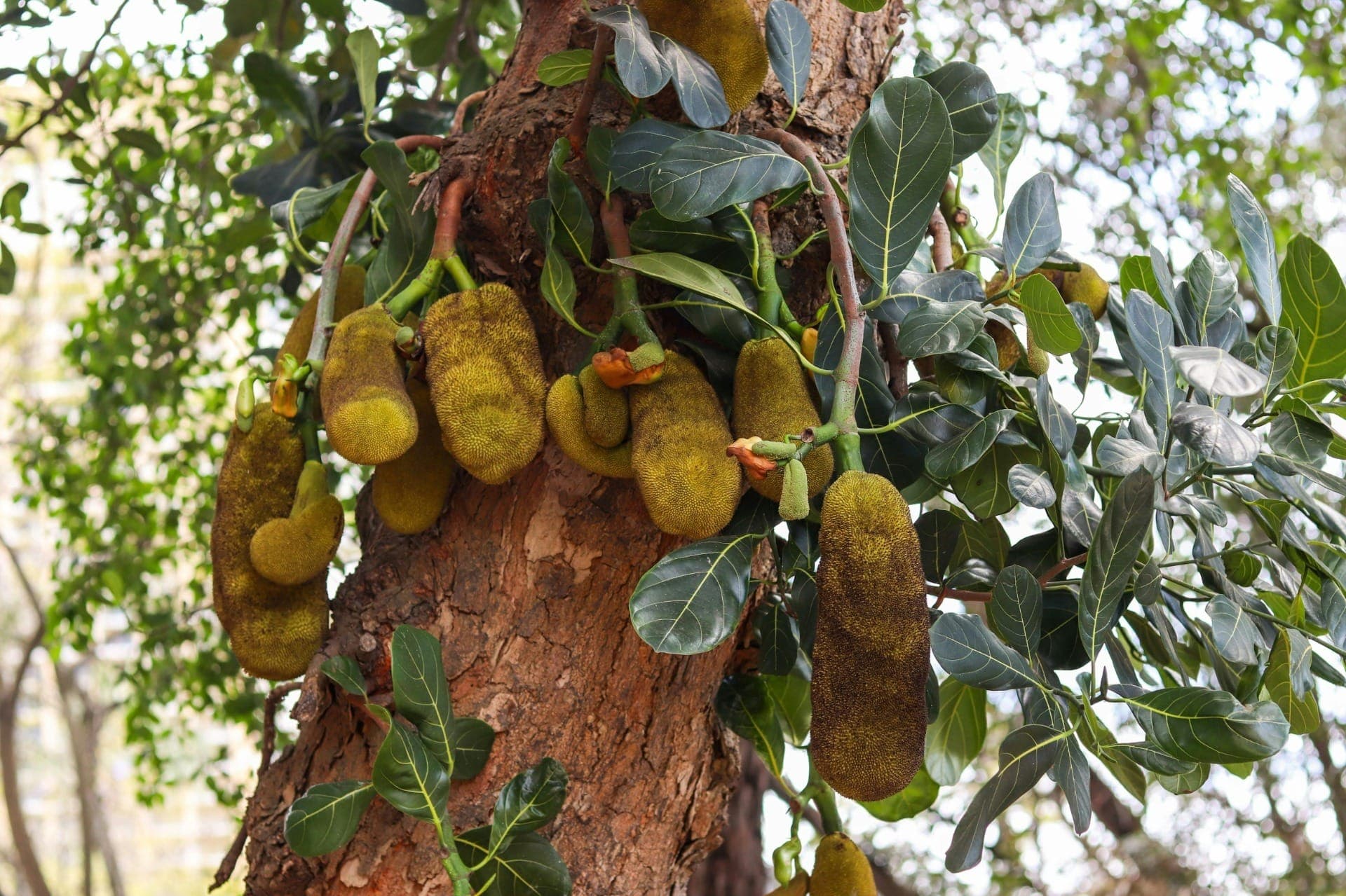 Jaca é a maior fruta do mundo e está em plena safra