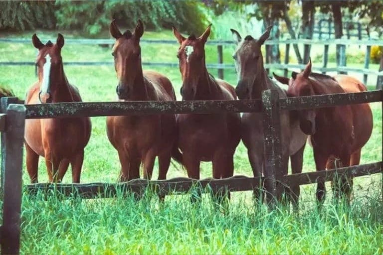 Cavalos nascidos na Argentina tiveram DNA editado