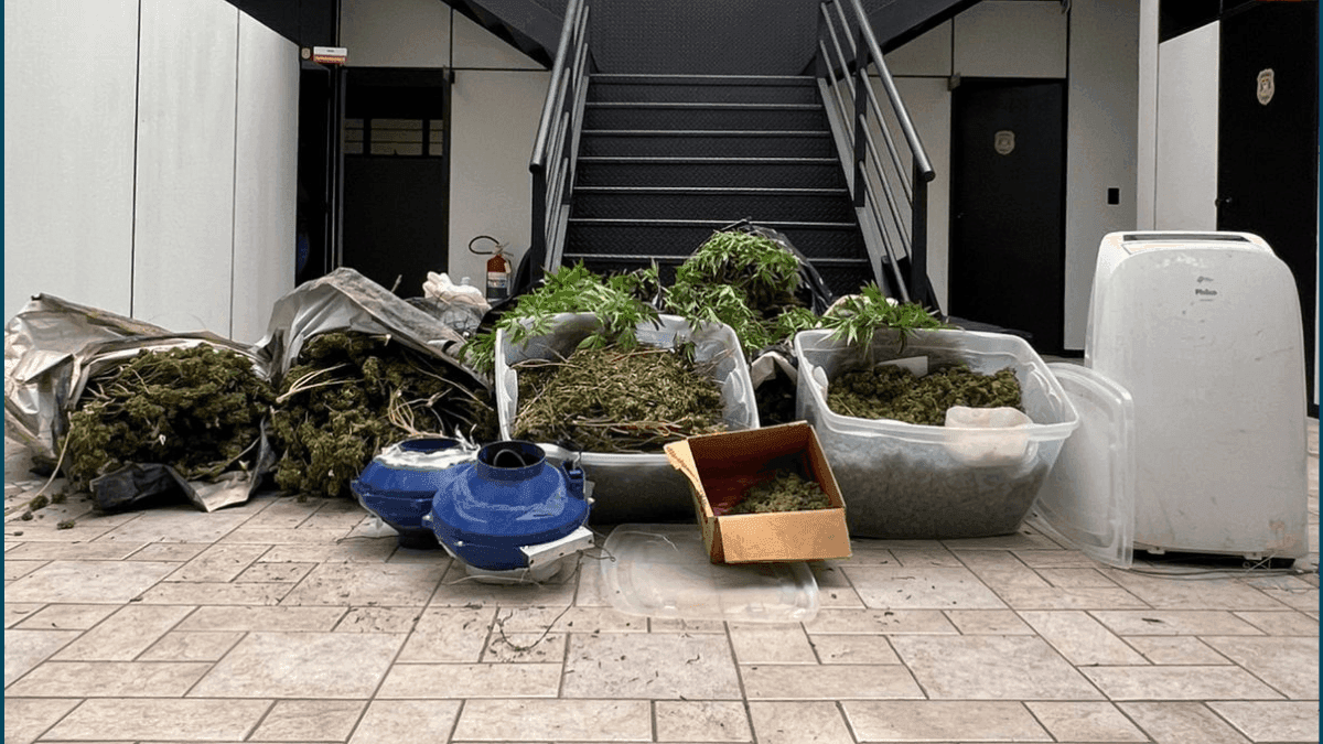Mudas, galhos e flores da maconha apreendidas