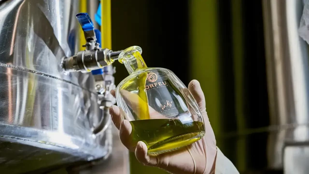 Blend da Safra 2024 da marca Orfeu Azeites Especiais