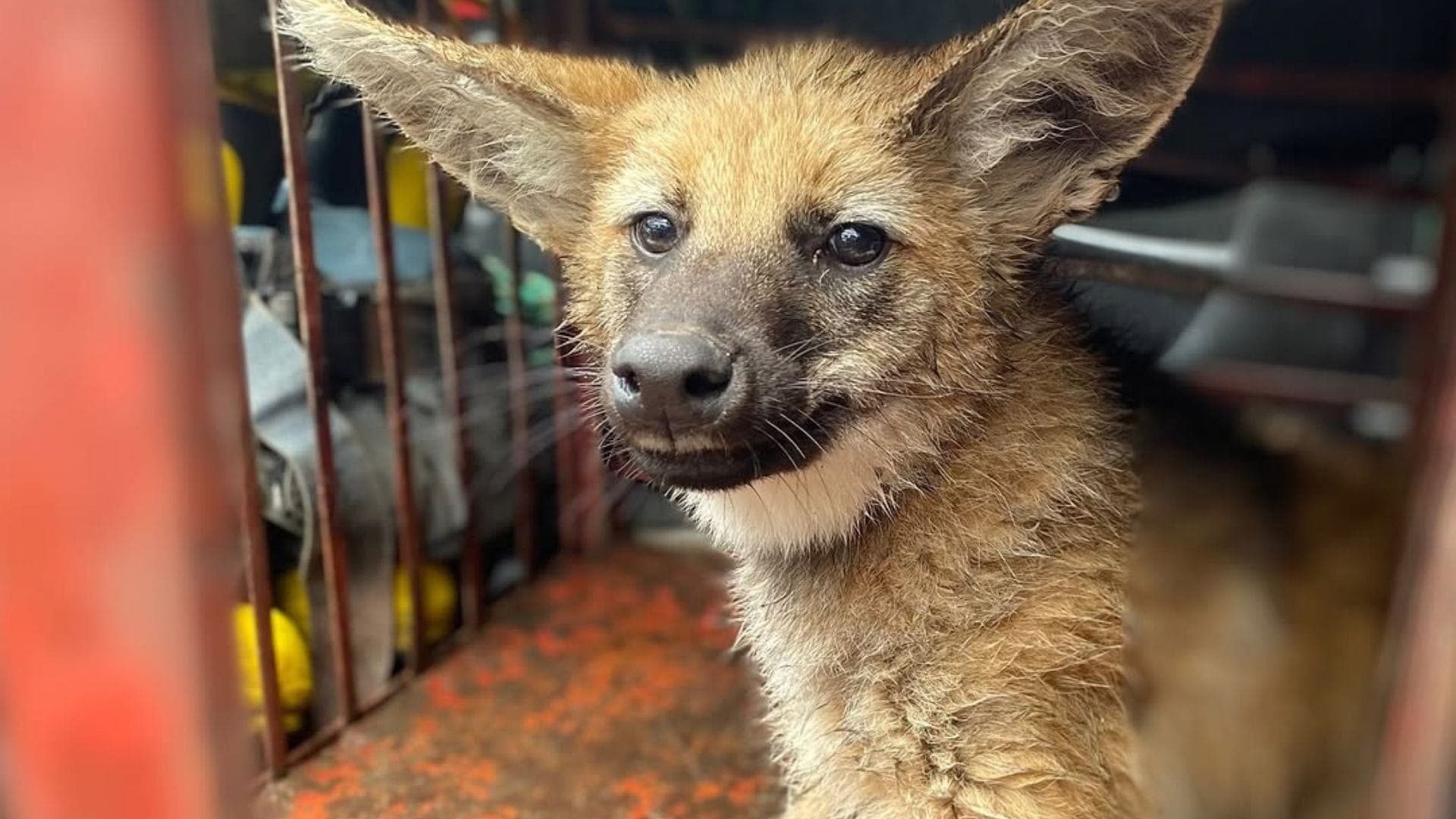 Filhote foi encaminhado ao 3º Batalhão de Policiamento Ambiental