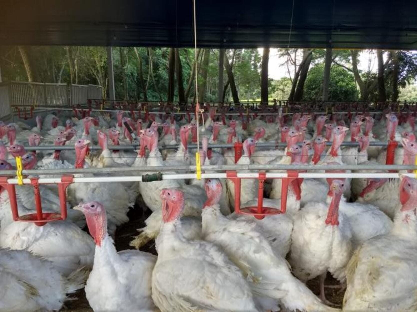 Granja de peru instalada no Paraná