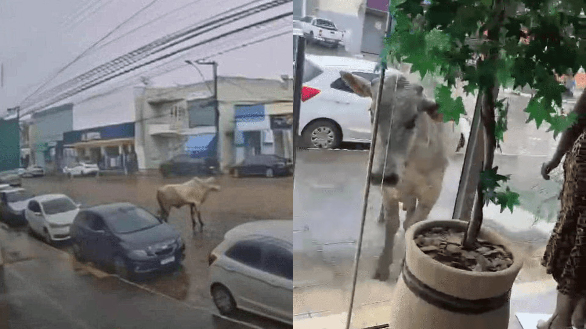 Boi cai de caminhão em movimento em Candeias, MG