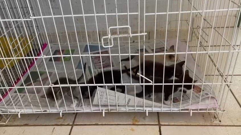 Cinco dos gatos eram filhotes e foram encontrados abandonados em sacos de lixo