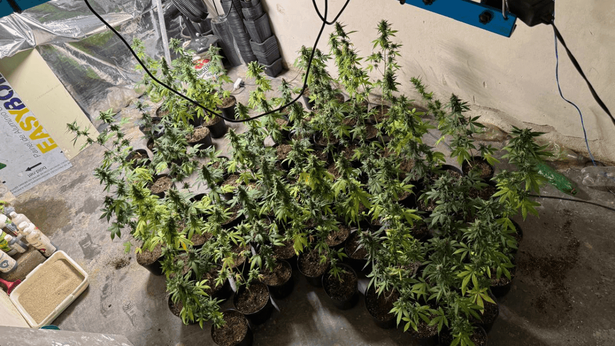 Estufa de maconha é encontrada na Zona Leste de SP