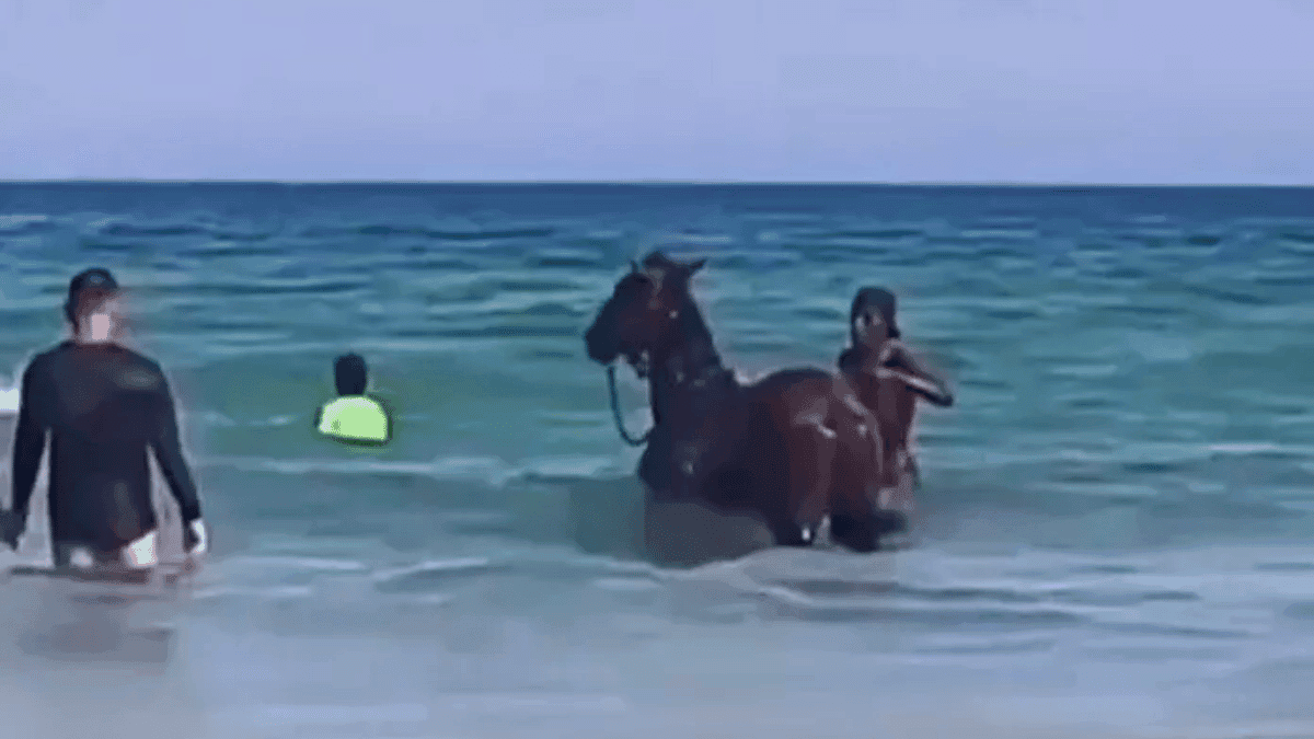 Cavalo é visto tomando banho de mar no litoral do Rio de Janeiro