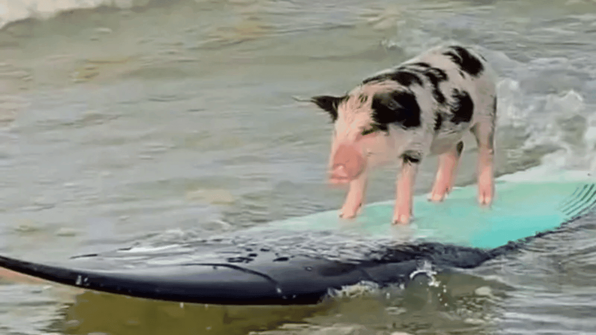 Porquinha surfista vira mascote em Fortaleza