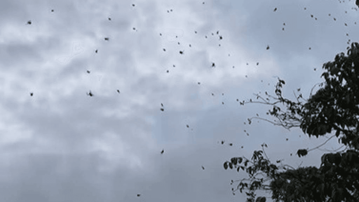 Teia de aranha gigante aparece em cidade mineira e viraliza na internet