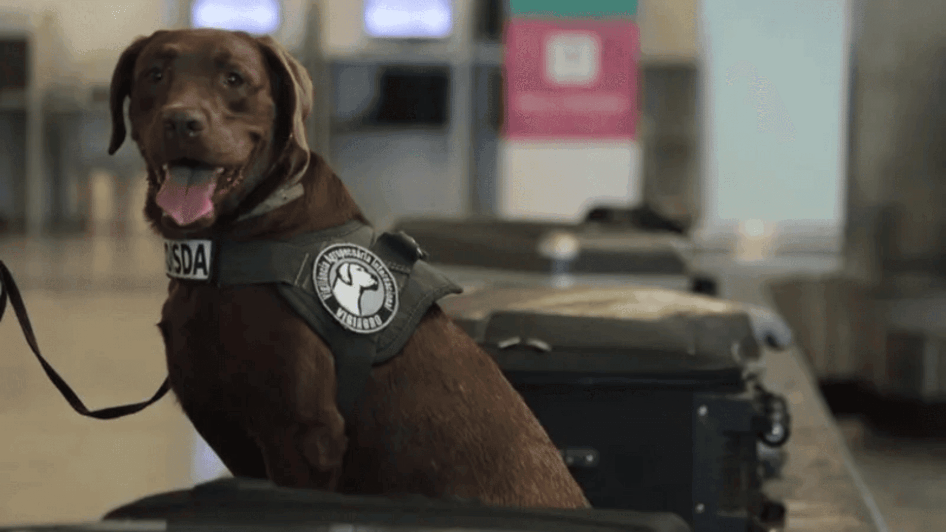 Cachorro do ministério da agricultura se aposenta depois de trabalhar 10 anos como fiscal