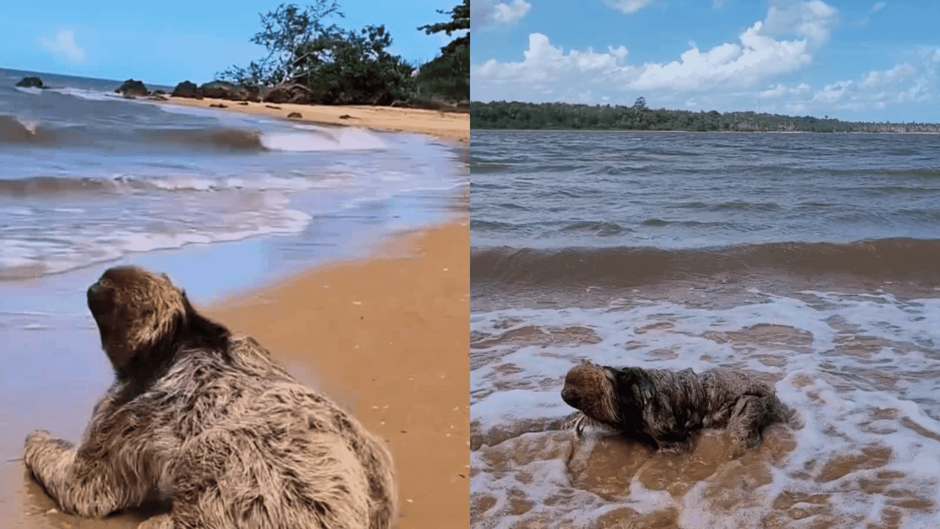 Bicho preguiça é visto entrando no mar no Espírito Santo