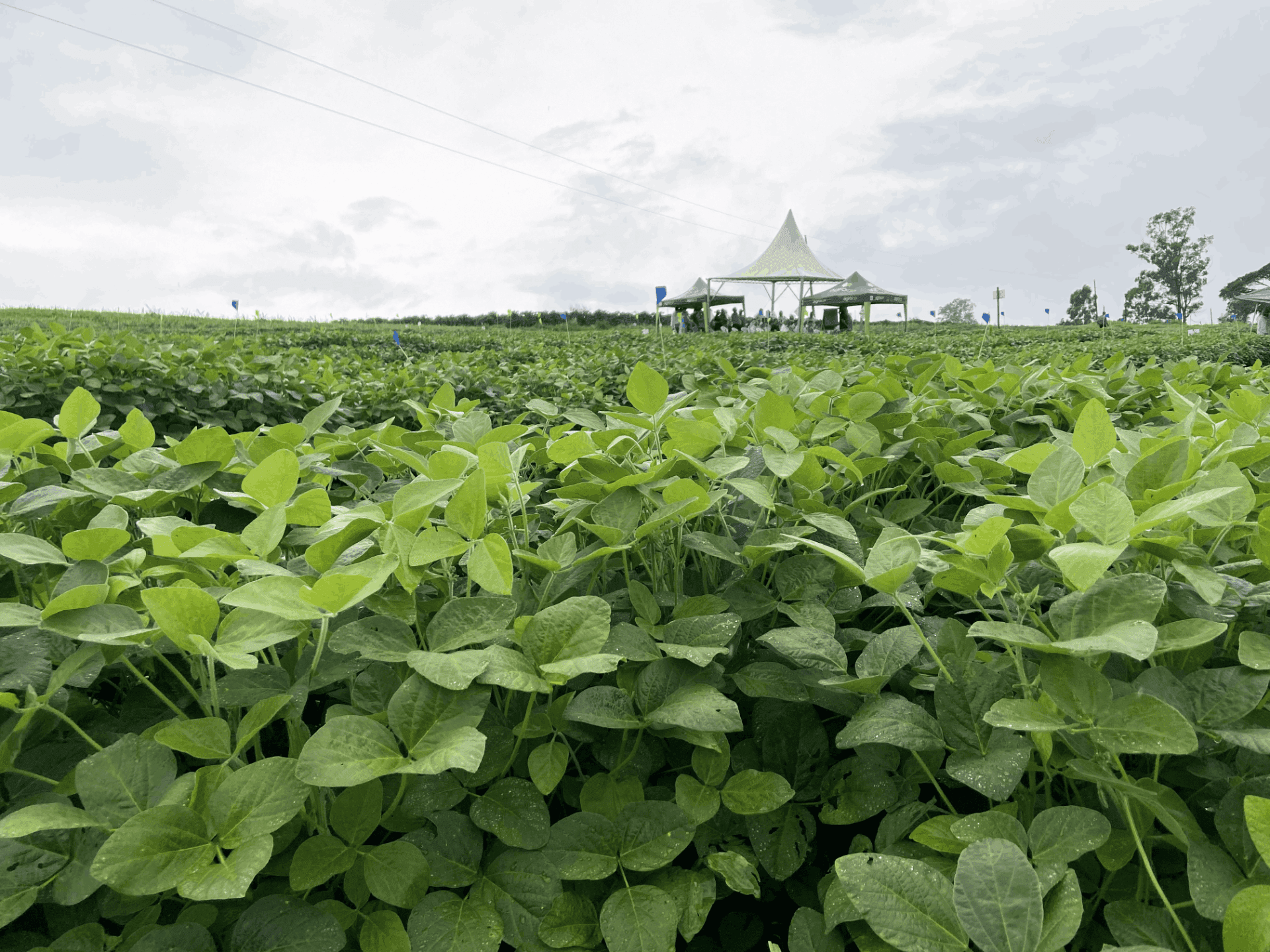 Dia de Campo da Cooxupé marca entrada no setor de grãos
