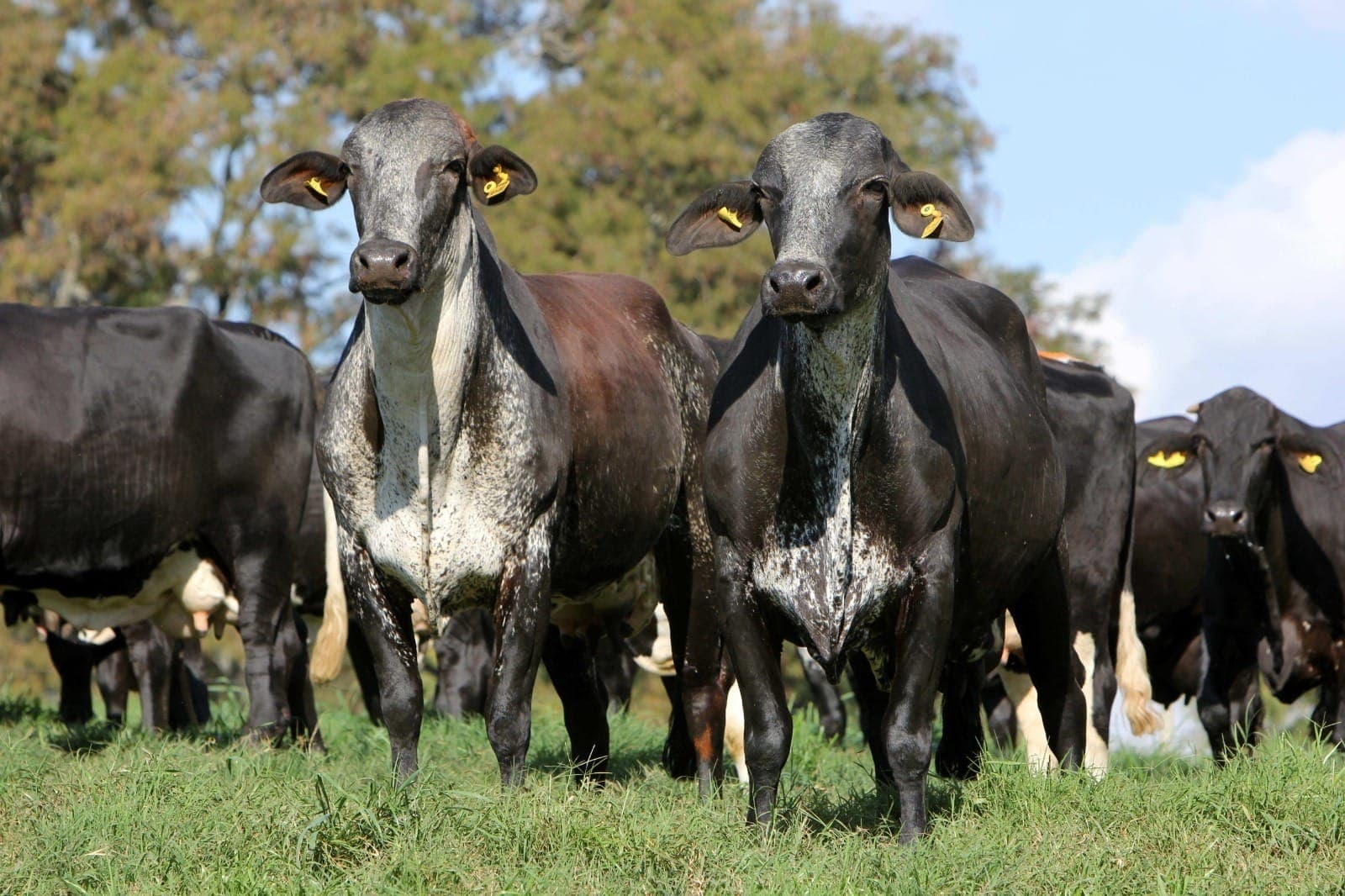 Gado Girolando atinge a 108 mil animais registrados