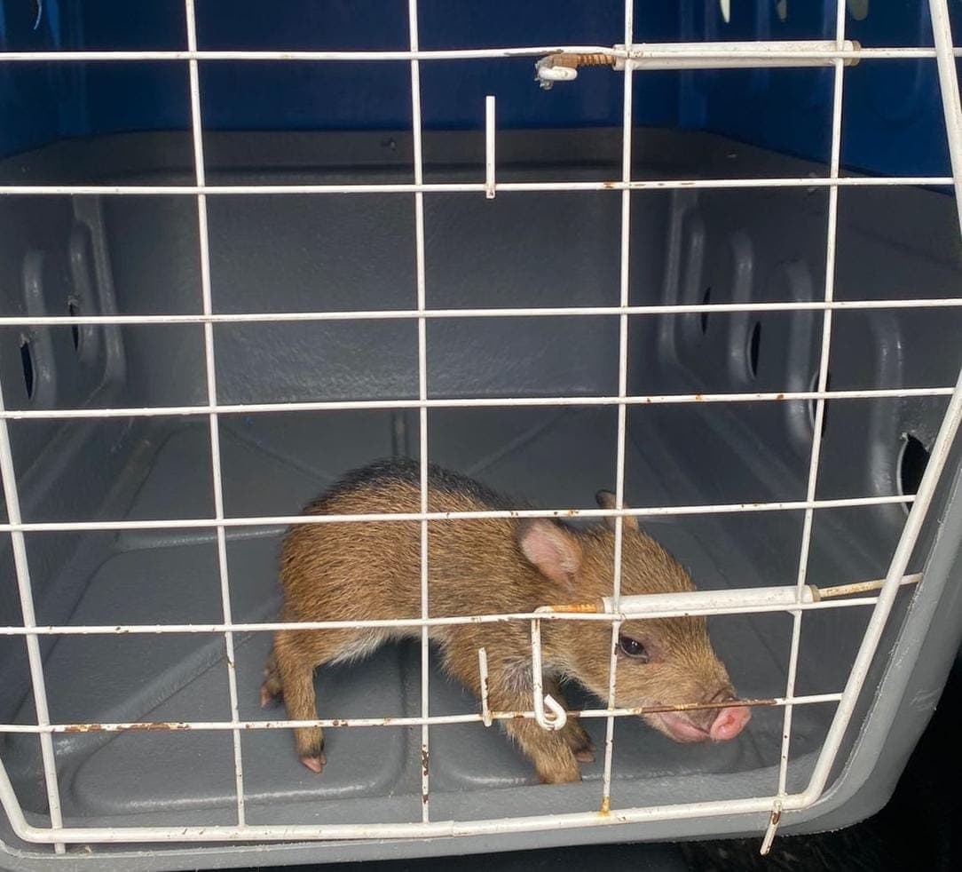O animal, que parece com o javali, é natural da fauna brasileira