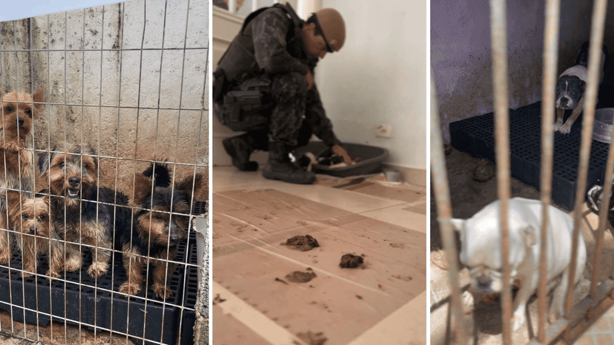 PM Ambiental resgata 210 animais