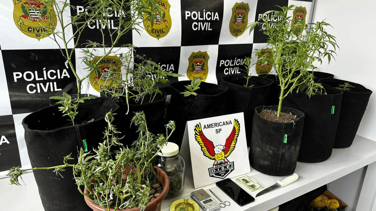 Mudas de maconha apreendidas no interior da residência