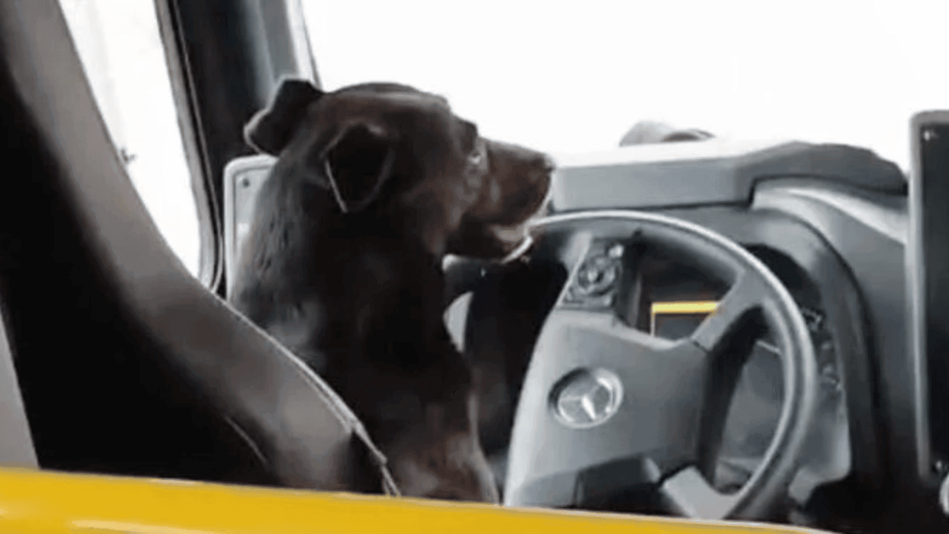 Cachorro invade ônibus e senta na cadeira do motorista no Paraná