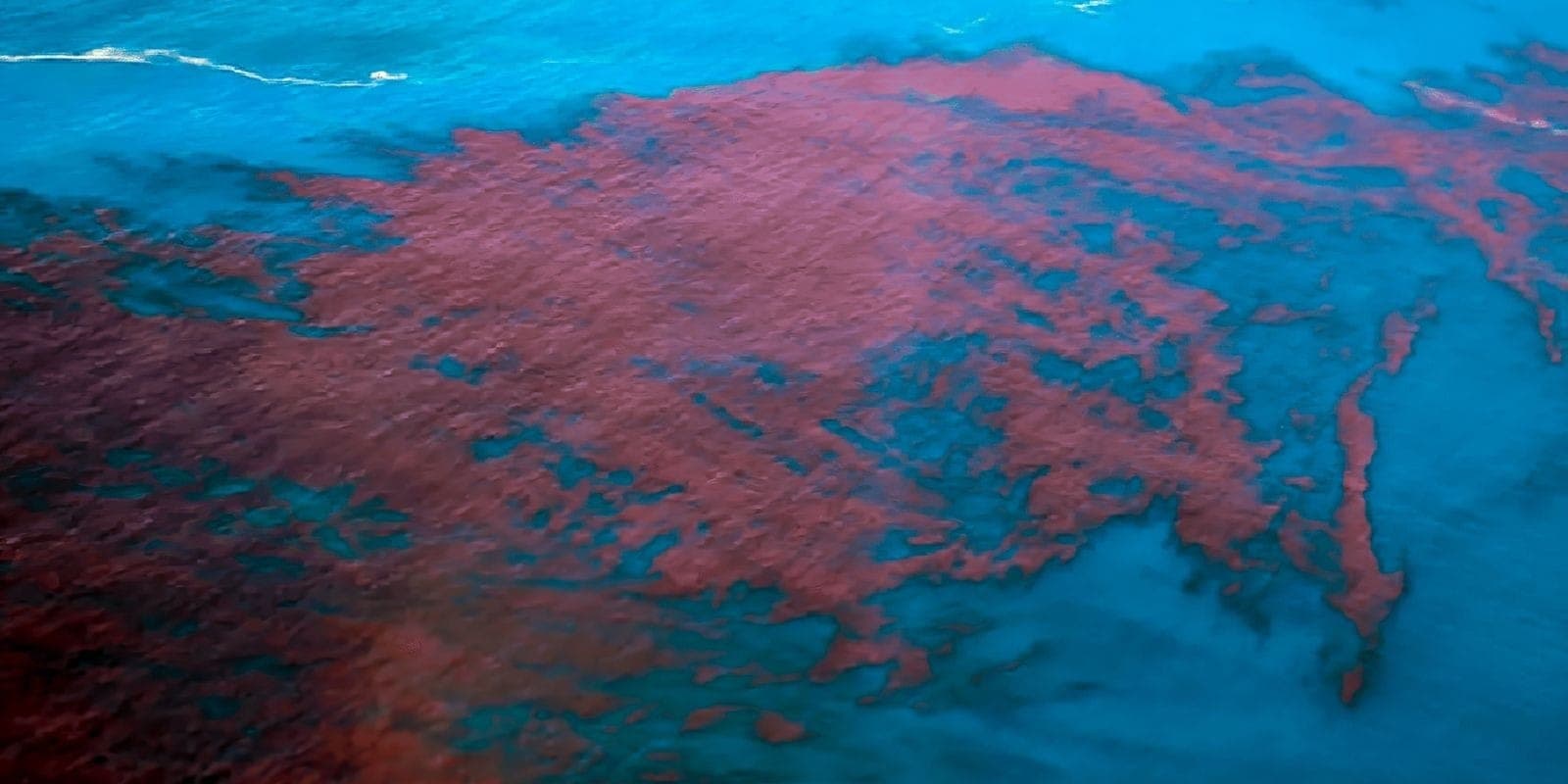 Embora não seja tóxico, esse ciliado pode impactar o ecossistema marinho