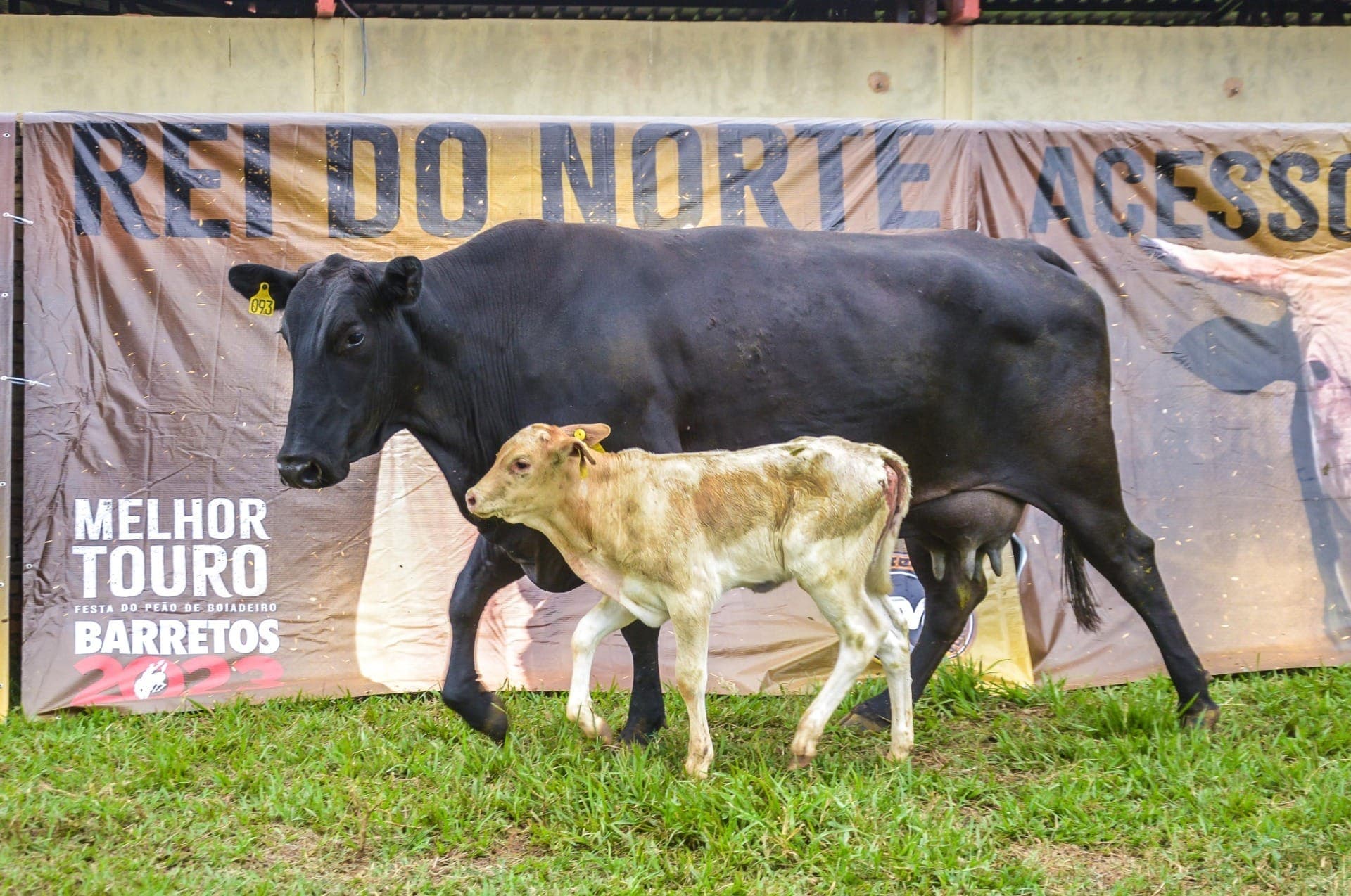 "Nepovaca", bezerra filha do touro Acesso Negado é vendida por R$ 405 mil