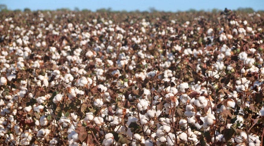 O arroz, o milho e a soja são os três principais produtos do grupo e representam 92,9% da estimativa de produção.
