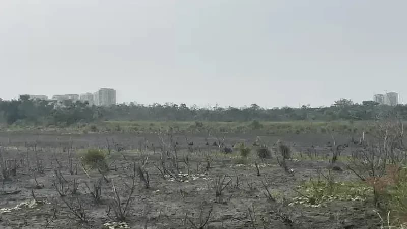 Segundo a gestão do Bosque da Barra, há risco iminente de perder todos os lagos após o rebaixamento do lençol freático e a recente estiagem no município do Rio
