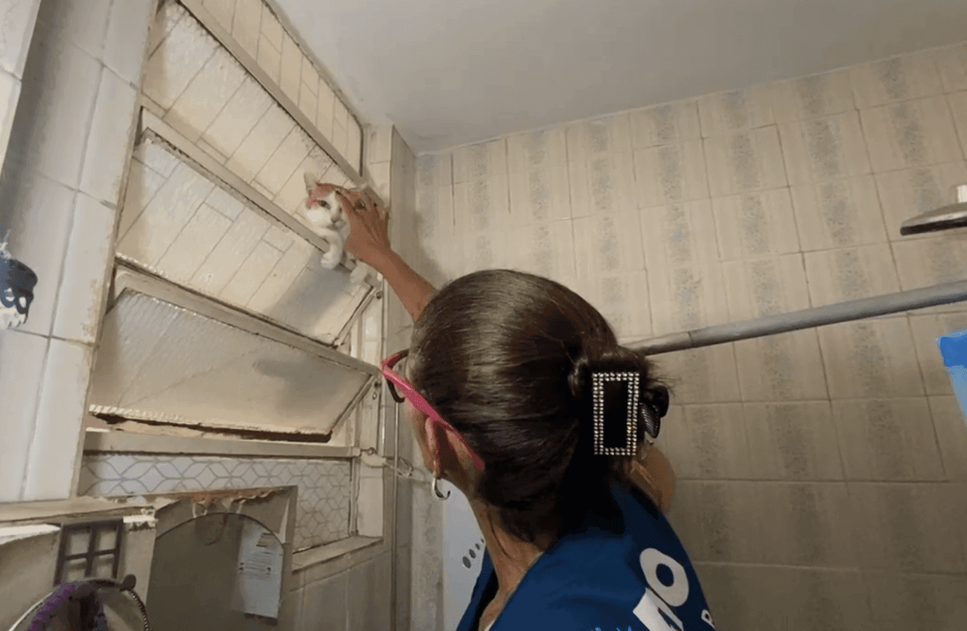 A Secretaria de Proteção e Defesa dos Animais esteve na residência para o resgate dos felinos