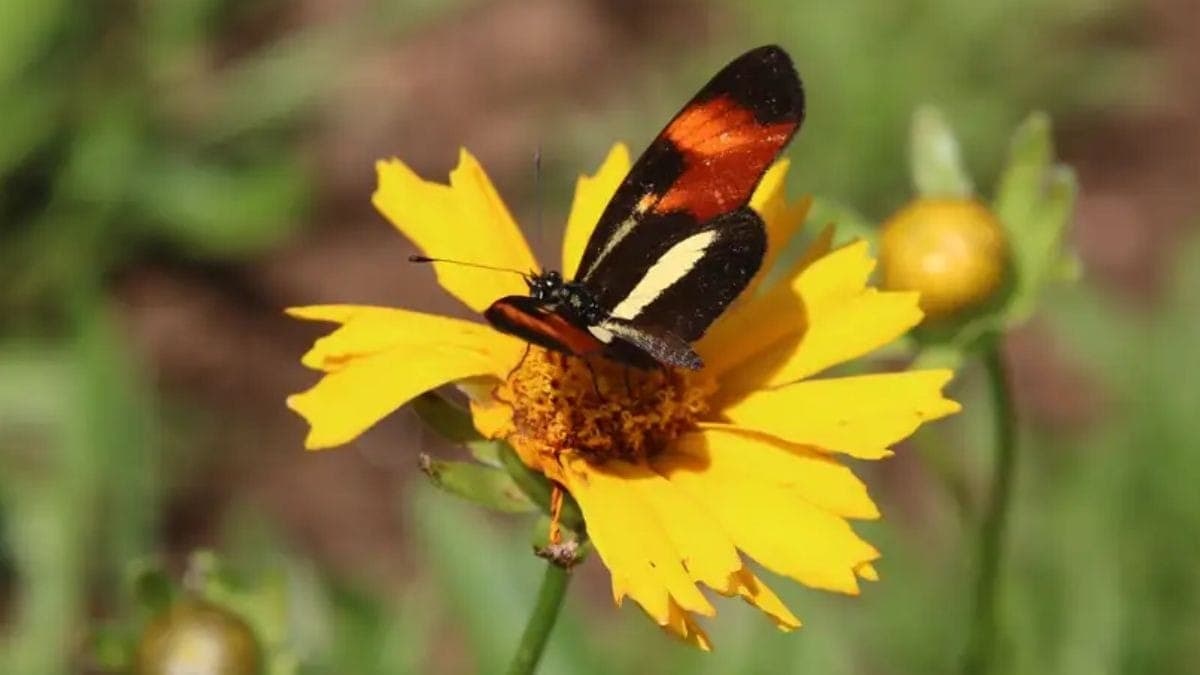 Jovem morre após injetar borboleta macerada no próprio corpo