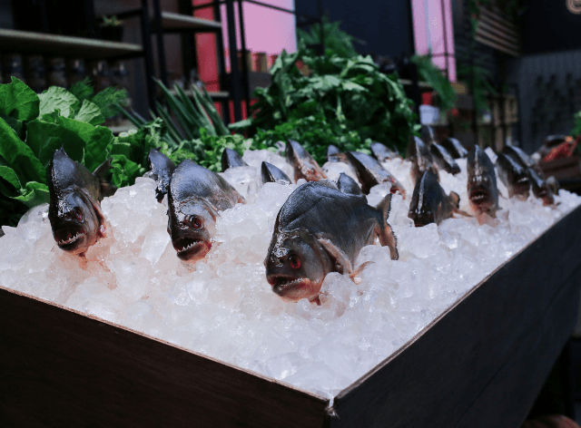 Piranha desafia os participantes do MasterChef Brasil