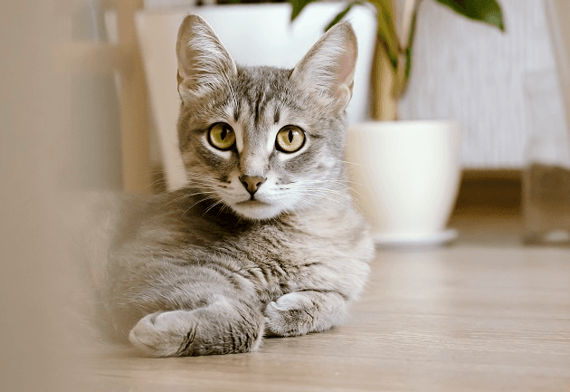 Como adaptar os gatos em uma mudança de casa para apartamento?