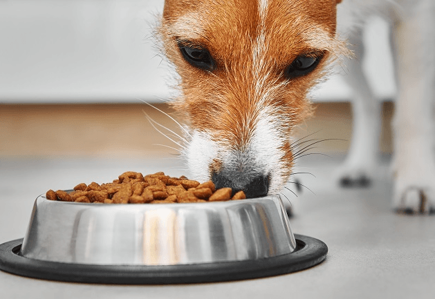 Comedouro do seu cachorro pode ser a razão da alergia dele: entenda com Manu Karsten