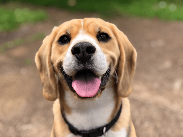 Nunca brigue com seu cachorro se ele fizer xixi no lugar errado