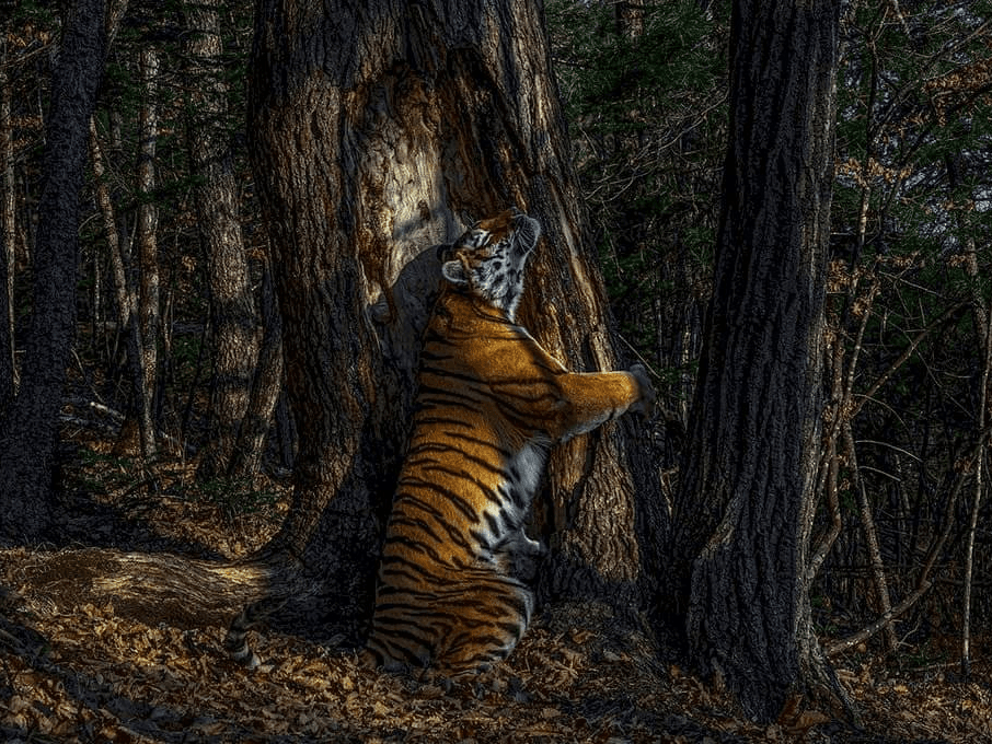 O fotógrafo usou câmeras ocultas, levou 11 meses para capturar o momento