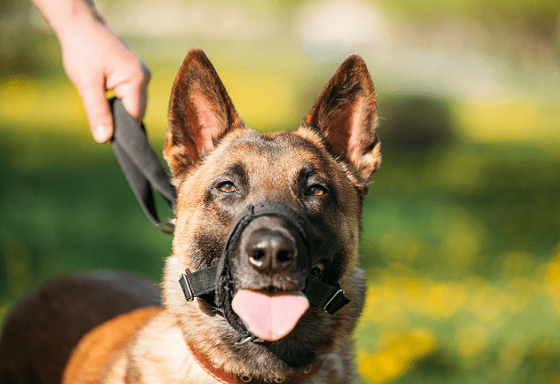 Quando o cachorro deve usar focinheira em lugares públicos? Manu Karsten responde