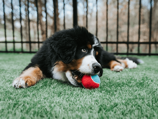 Cachorro chora ao perder a bolinha